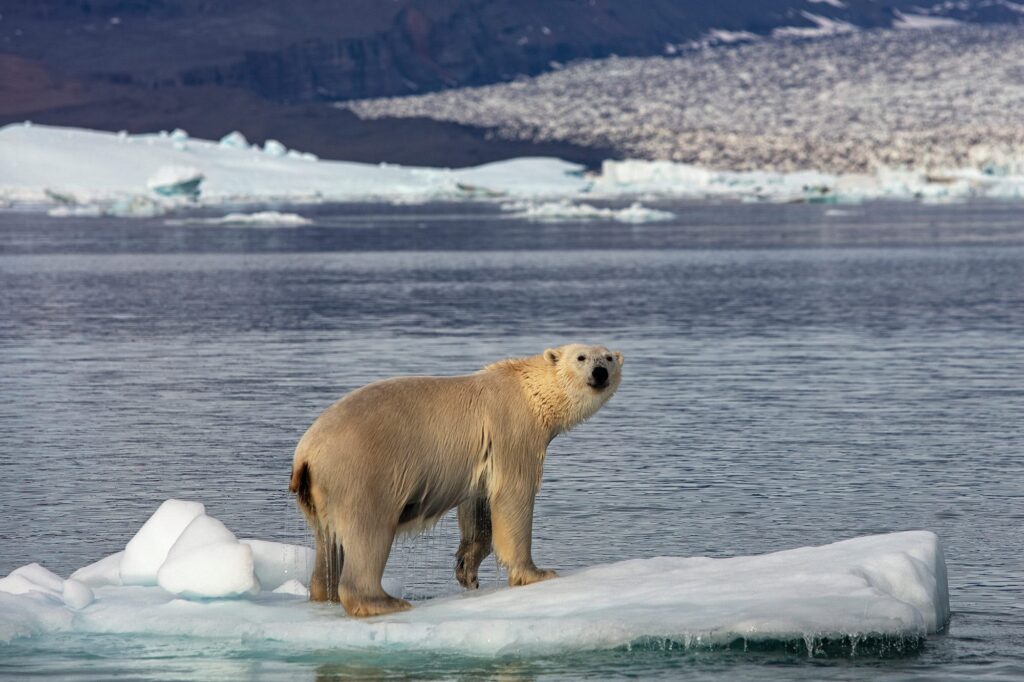 Polar bear