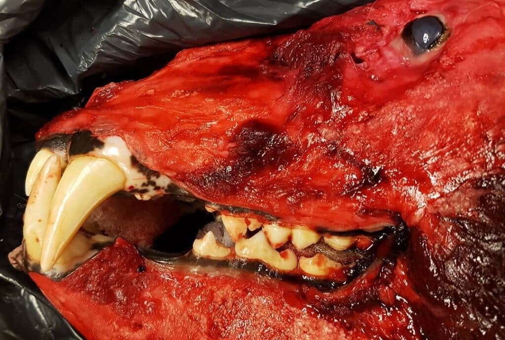 Skinned polar bear head