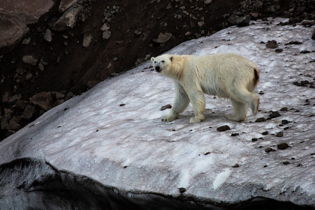 Polar bear