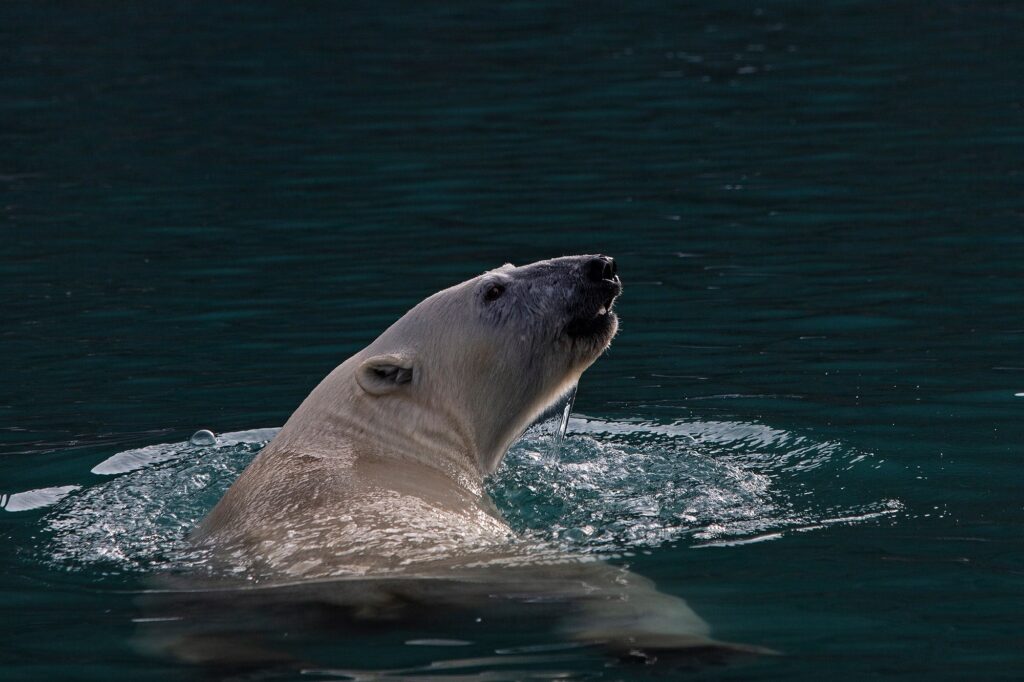 Polar bear swimming in the water