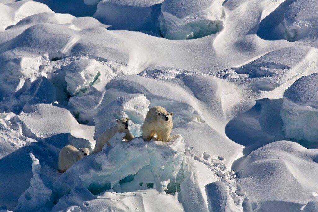 Polar bears on ice