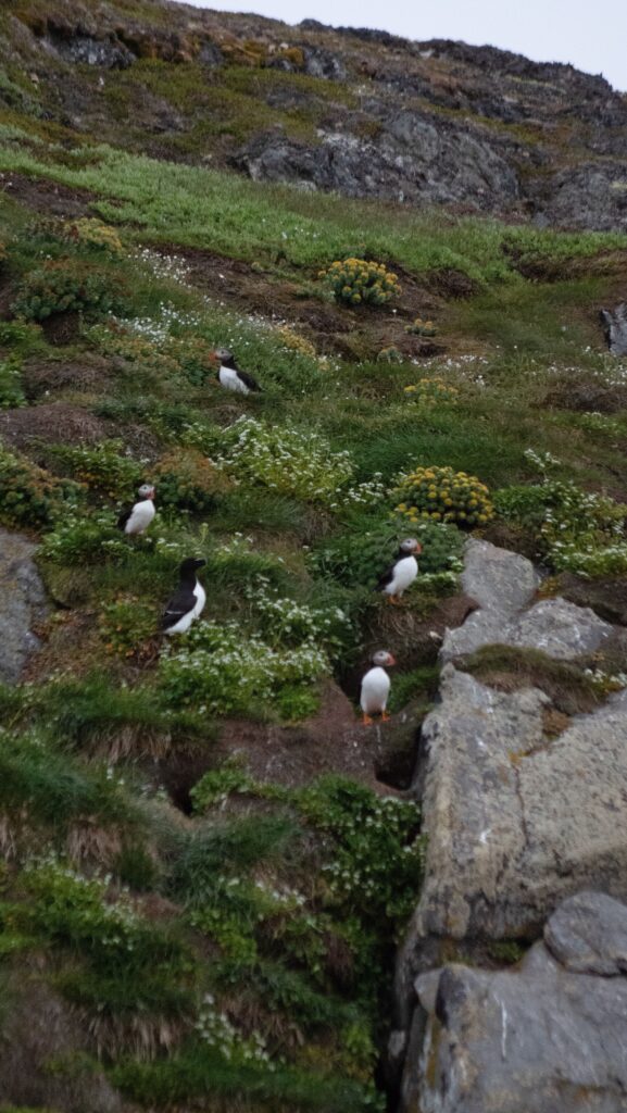 Puffins on the island outside Nuuk