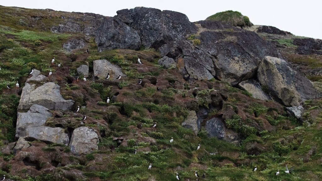 Puffins on the island outside Nuuk
