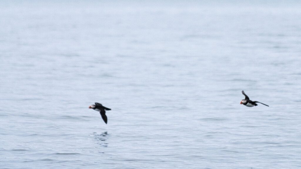 Puffins flying