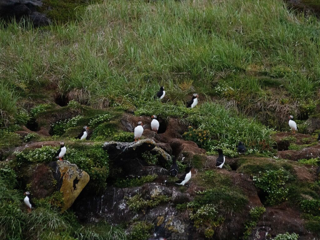 Puffins on the island outside Nuuk