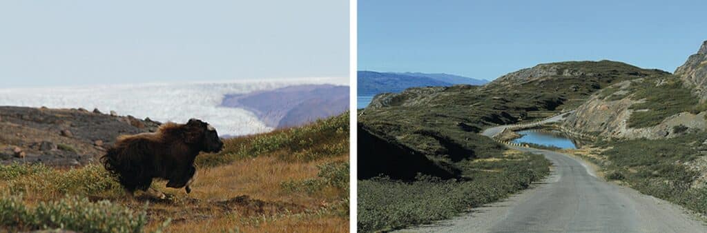 Running musk ox and beautiful landscape in Kangerlussuaq during summer