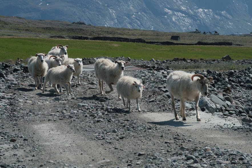 Herd of sheep in the south of Greenland