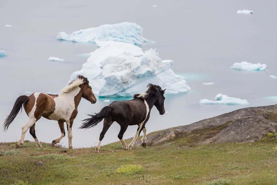 Beautiful horses running across a field with icebergs and the fjord in the background