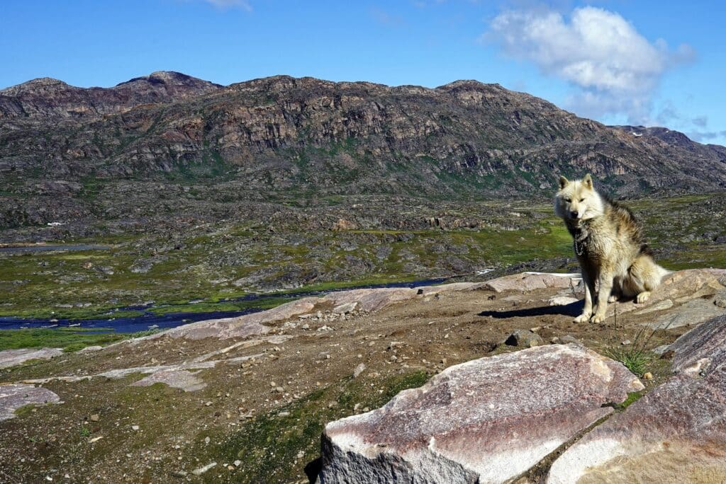 Adult female sled dog standing on a rock