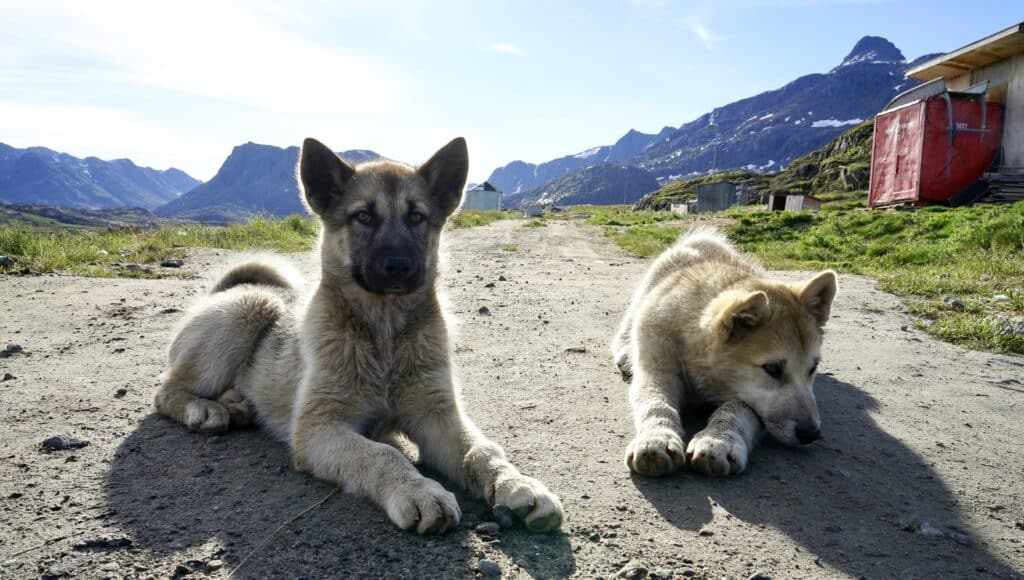 Sibling pups a few weeks before being tied up