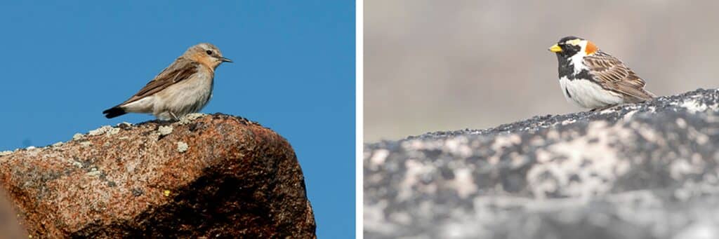 Wildlife and birds near the glacier