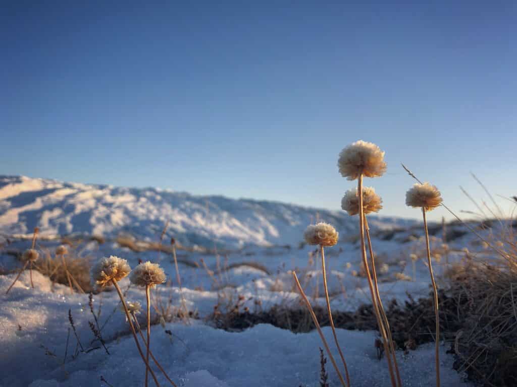 Arctic flowers in Greenland
