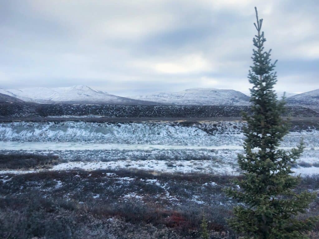 Christmas tree in Greenland