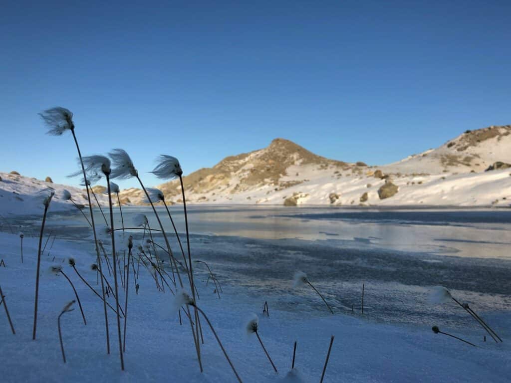 Arctic flowers in the wind