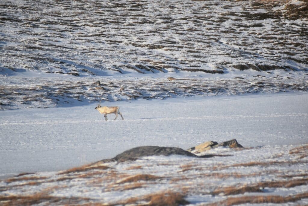 Reindeer walking in the snow