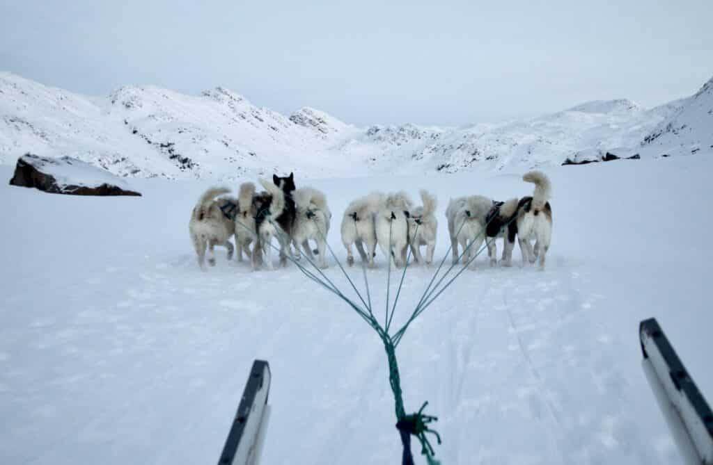 Sled dogs running in the snow