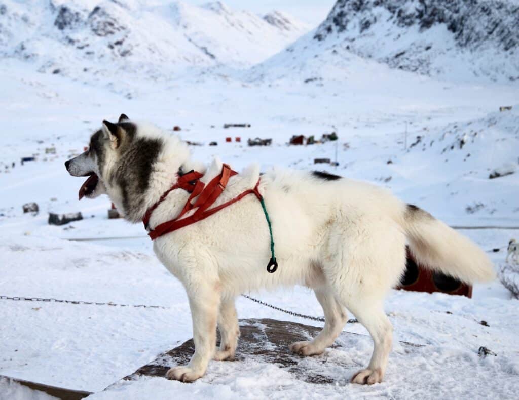 Sled dog in a chain