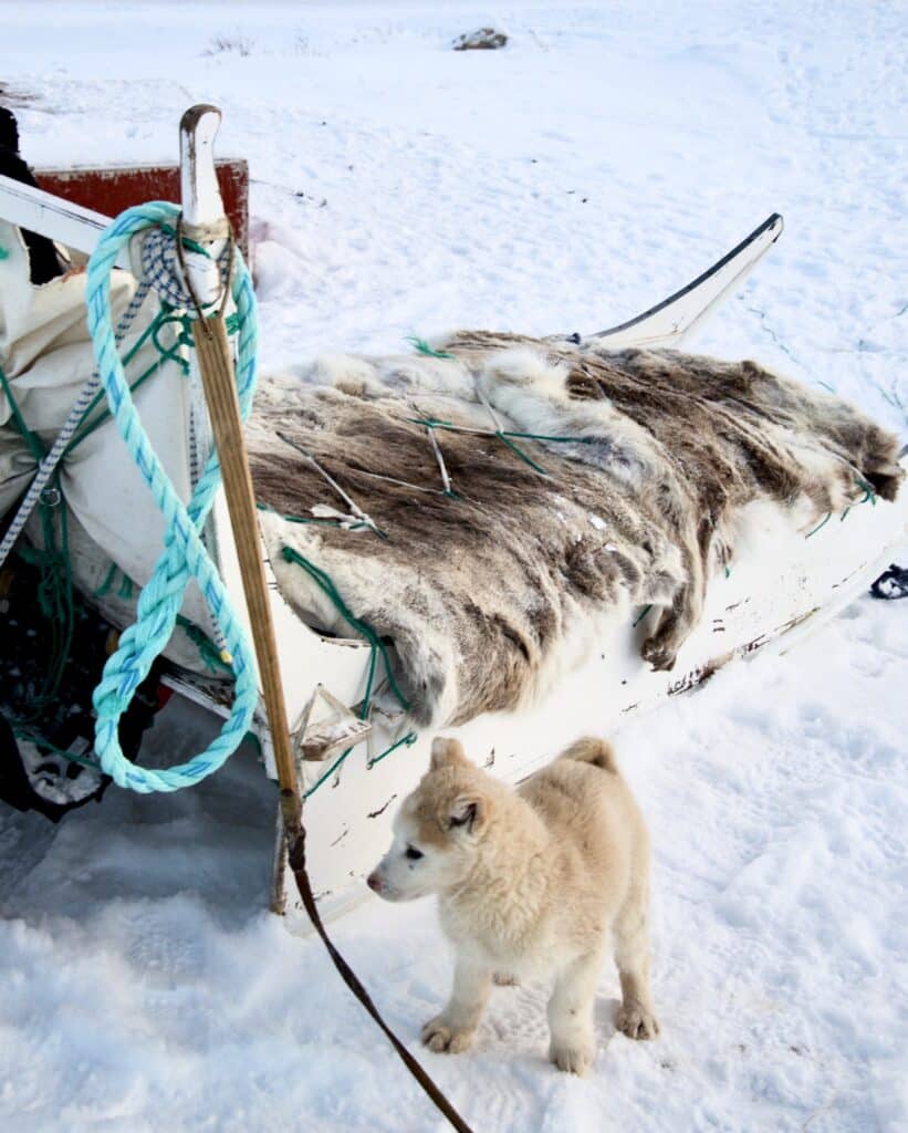 Puppy standing in front of a dog sled