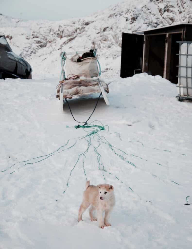 Puppy standing in front of a dog sled