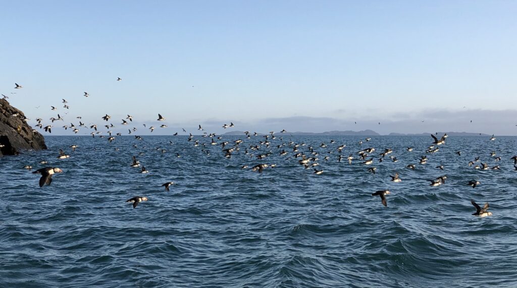 Puffins flying of the island
