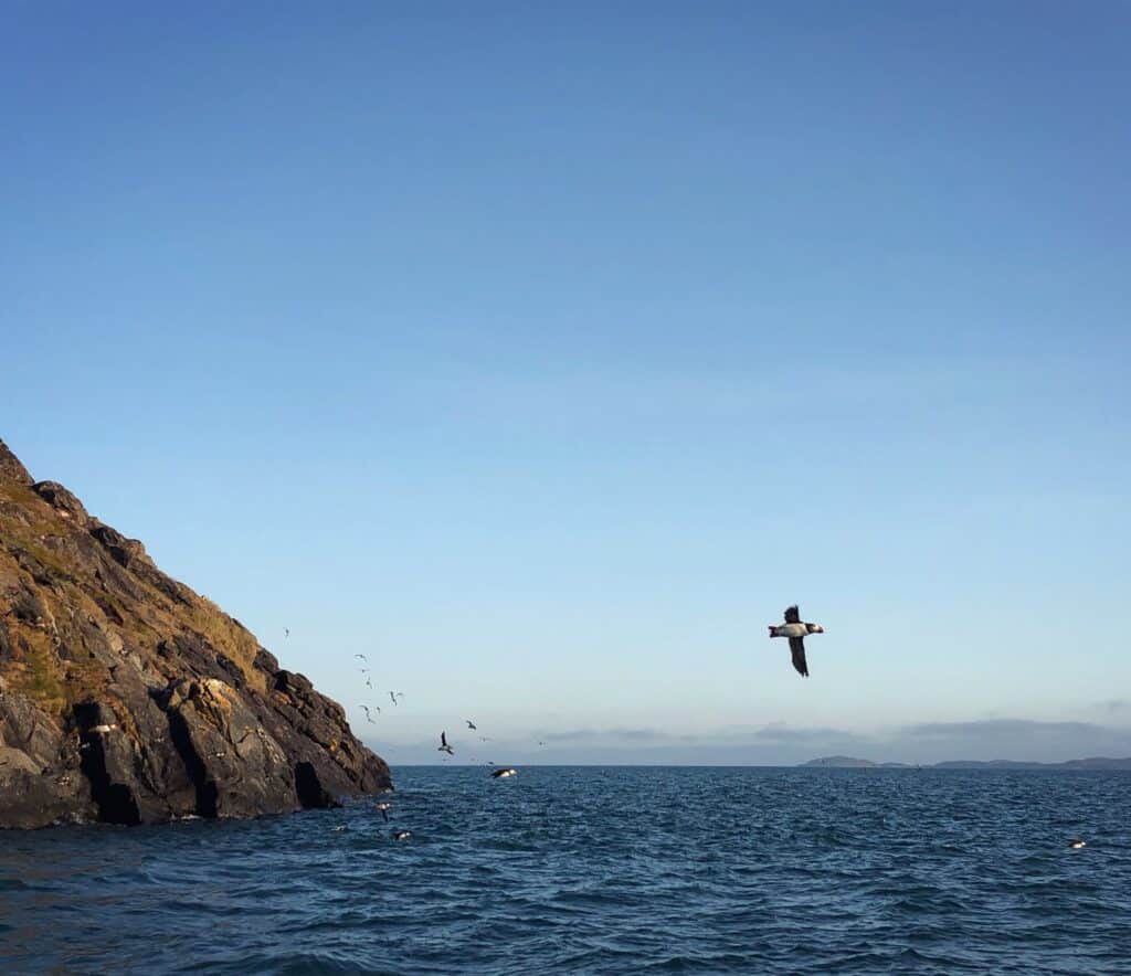 Puffins flying of the island