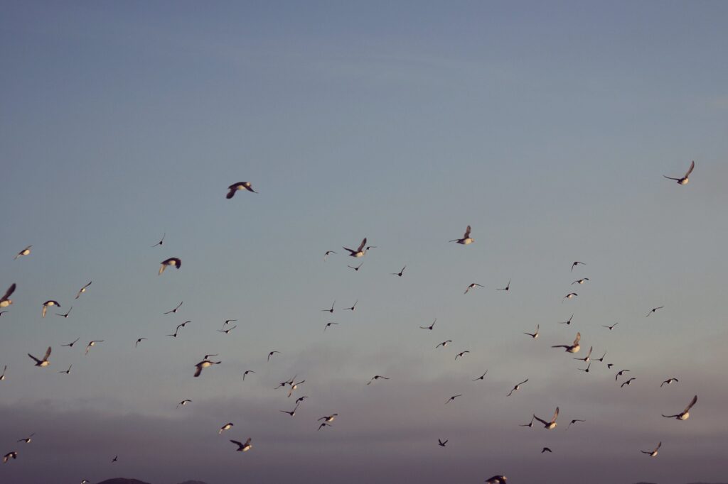 Puffins flying