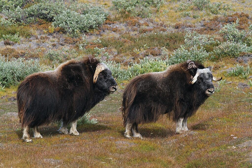 Two musk ox, Kangerlussuaq wildlife