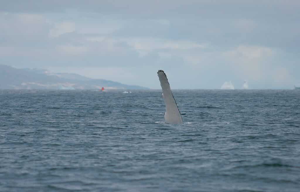 A whale waving