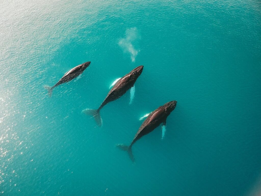 Three humpback whales