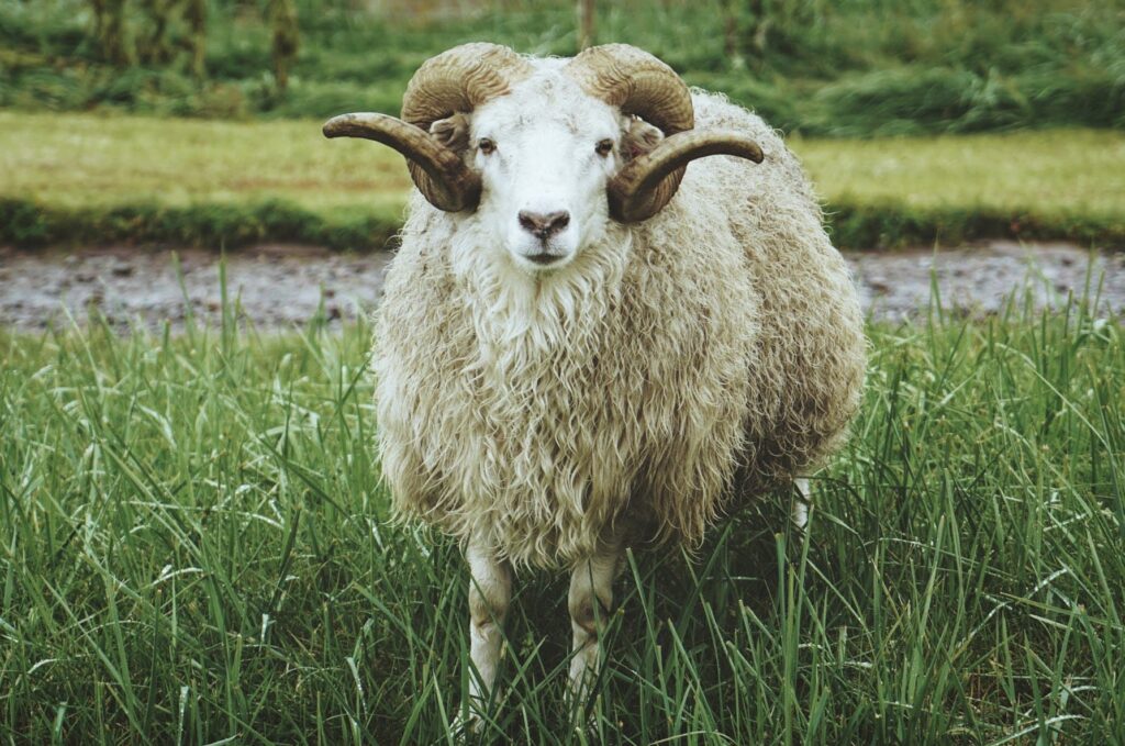 Ram