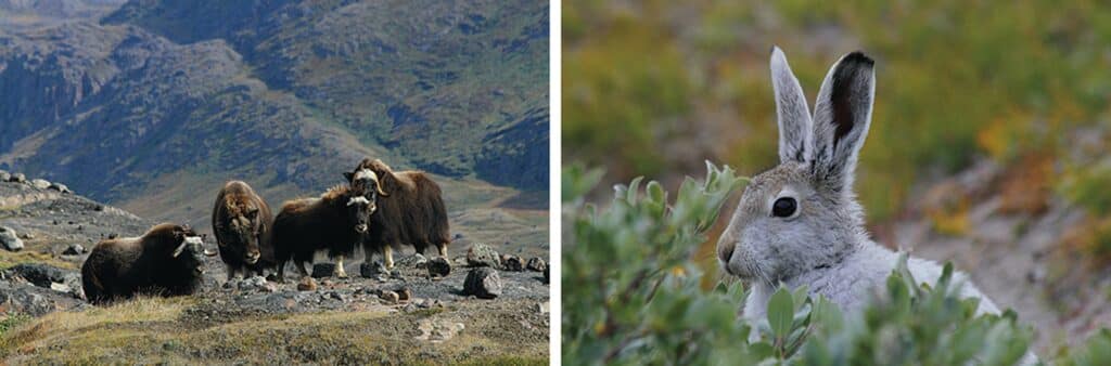 Kangerlussuaq wildlife, musk ox and arctic rabbit