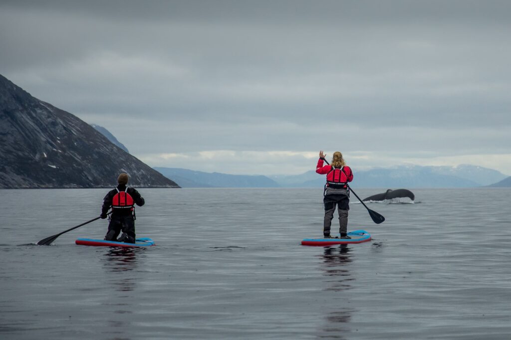 2 paddleboarders very close to a whale who is showing its tail as it dives in the Nuuk Fjord - Guide to Greenland
