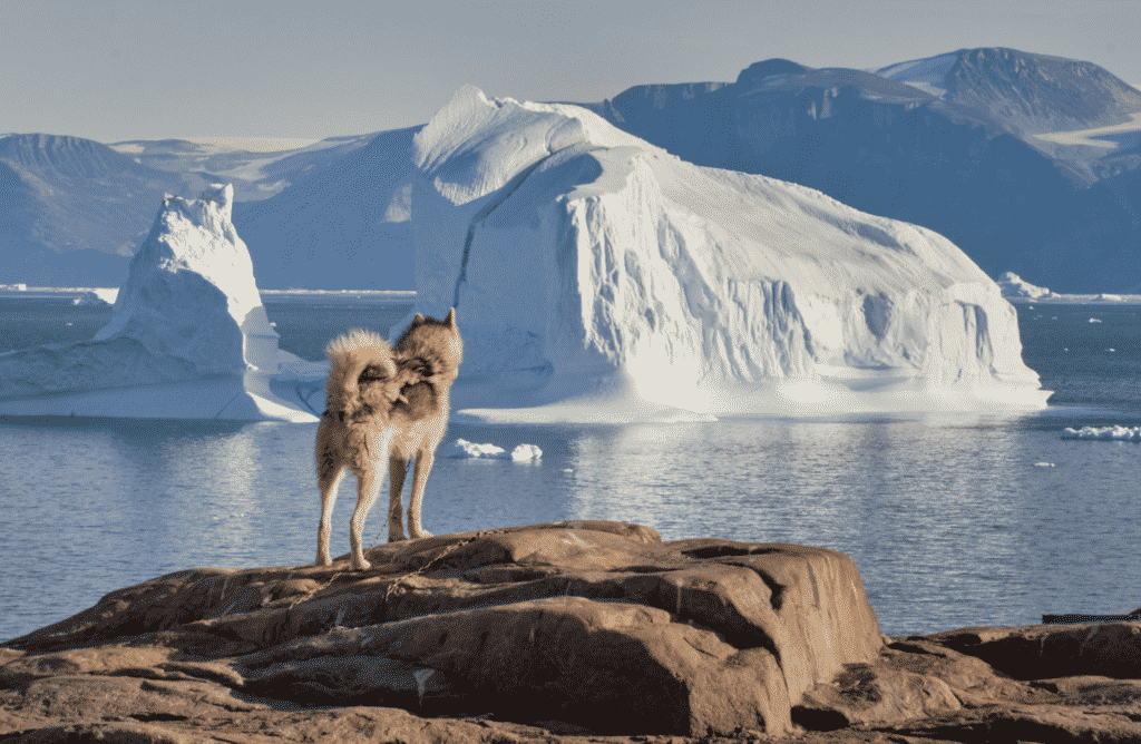 Sled dogs in Uummannaq
