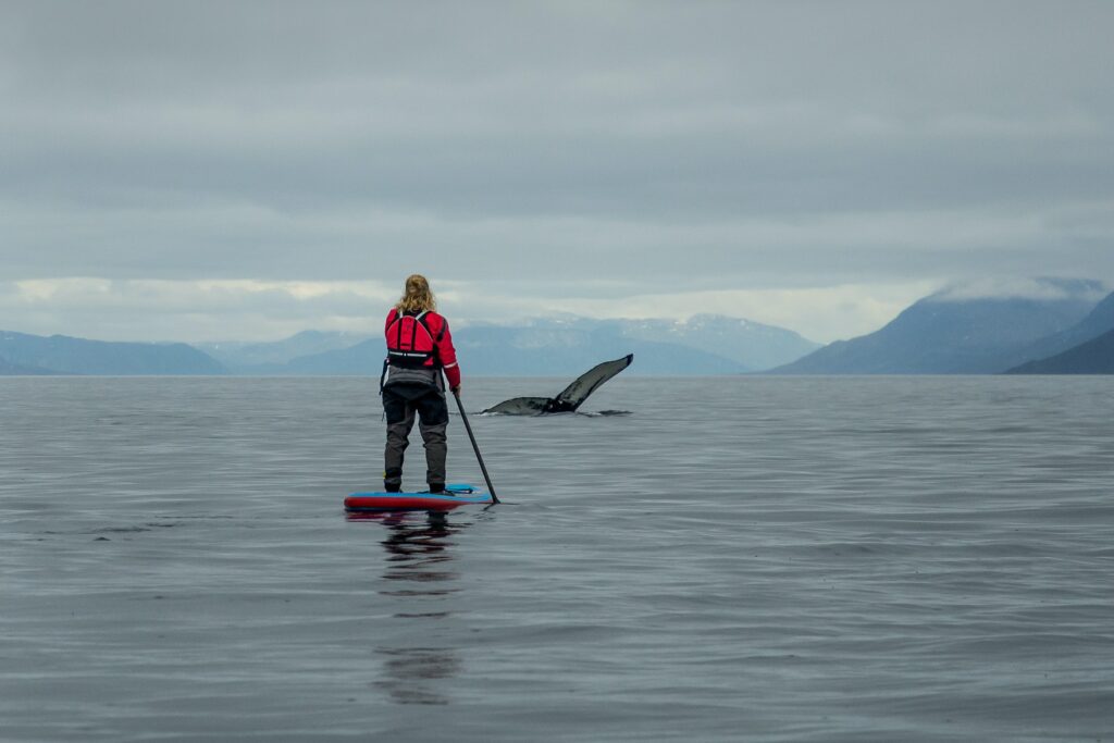 Paddle boarding med hvaler i Nuuk Fjorden
