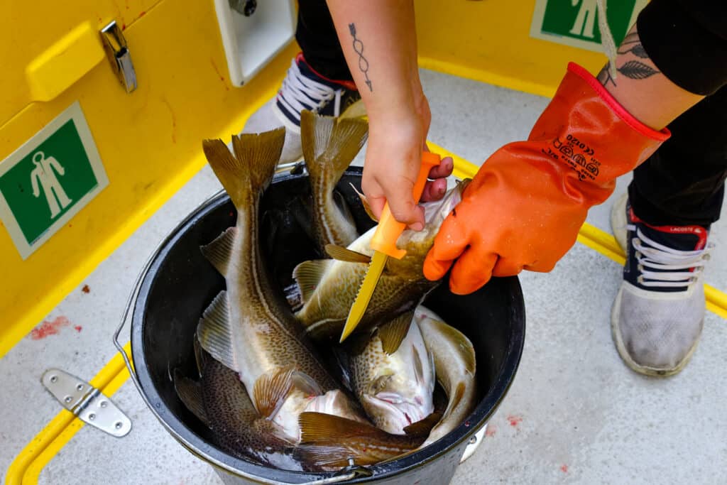 Bucket full of cod on a fishing boat tour in the Nuuk Fjord - summer - Guide to Greenland