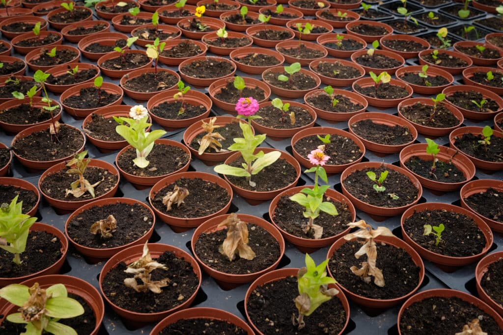 Growing ornamental flowers at Upernaviarsuk farm near Qaqortoq