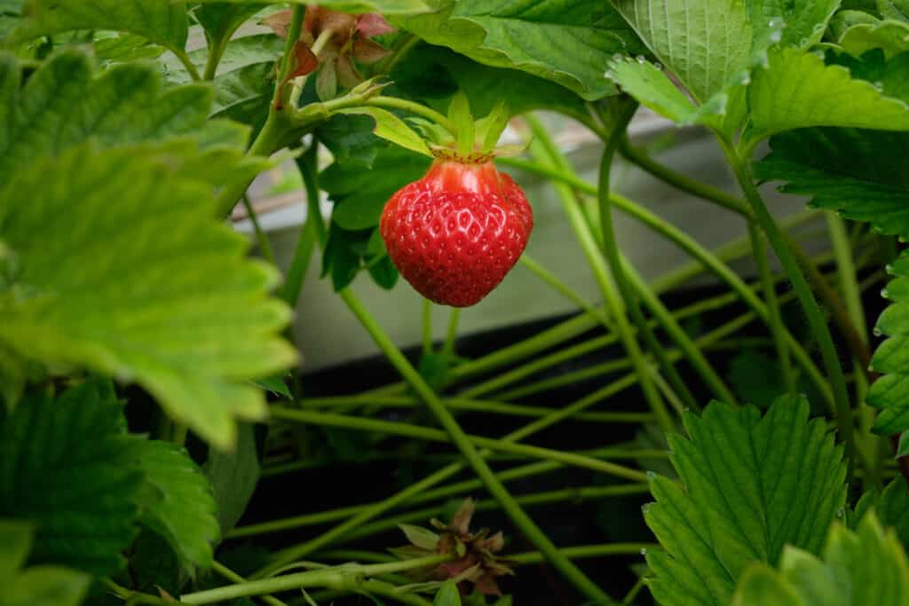 Growing stawberries at Upernaviarsuk Research Station near Qaqortoq