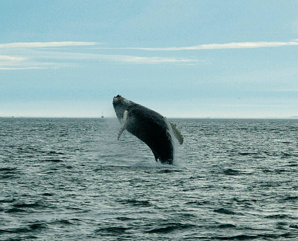 Jumping humpback whale