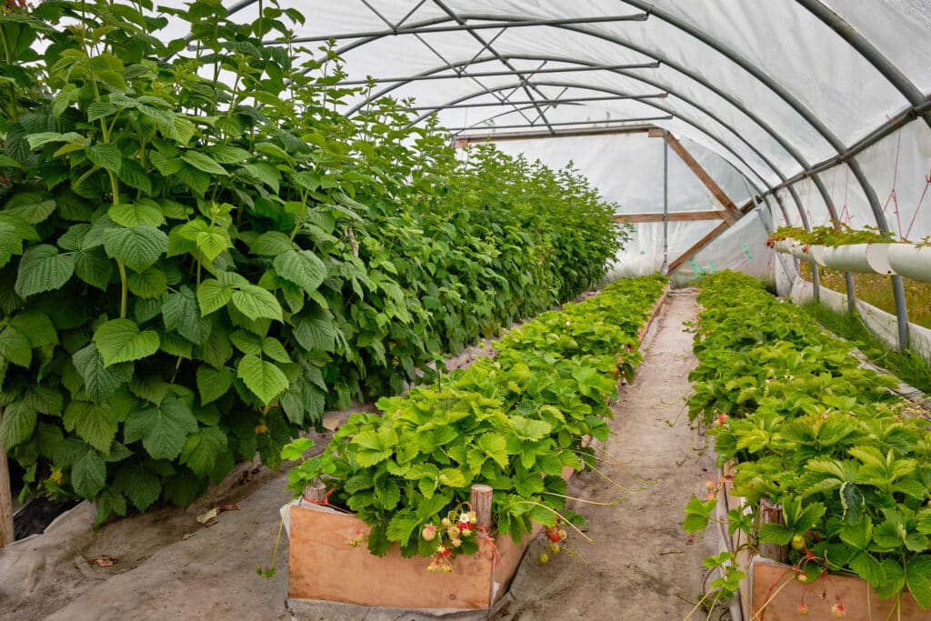 Lush plants at Upernaviarsuk research station near Qaqortoq
