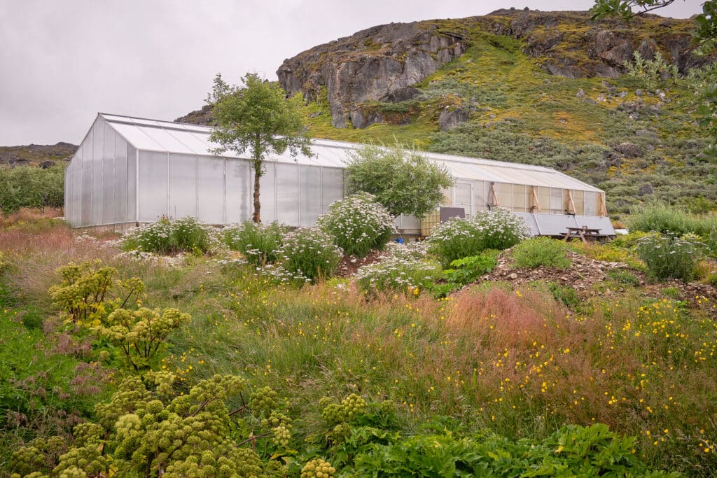 One of the large greenhouses at Upernaviarsuk agricultural station near Qaqortoq