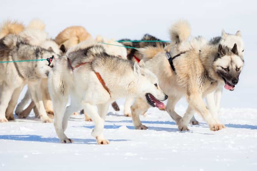Slædehunde er meget almindelige i Ilulissat