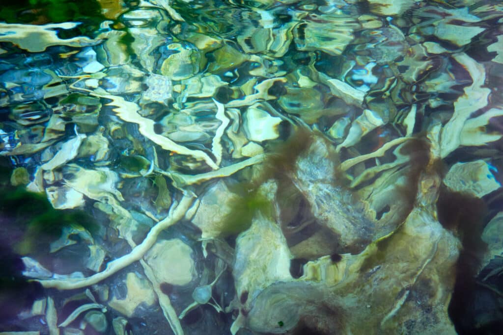 Whale bones under the water near Aasiaat