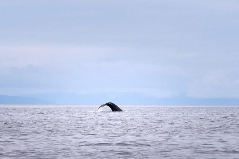 Whale til on a whale watching trip near Aasiaat