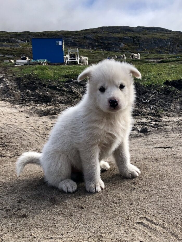 puppy