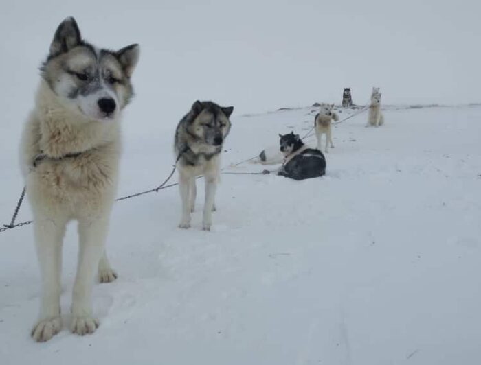 Big, adorable puppies. Photo: Laura Balslev.