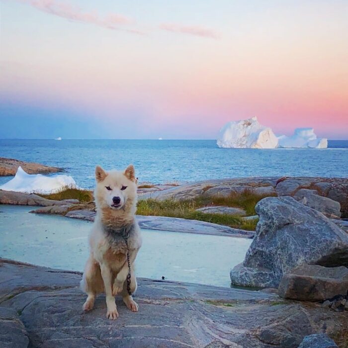 Dog in summer