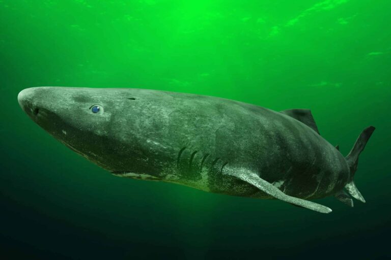 the greenland shark in a green light