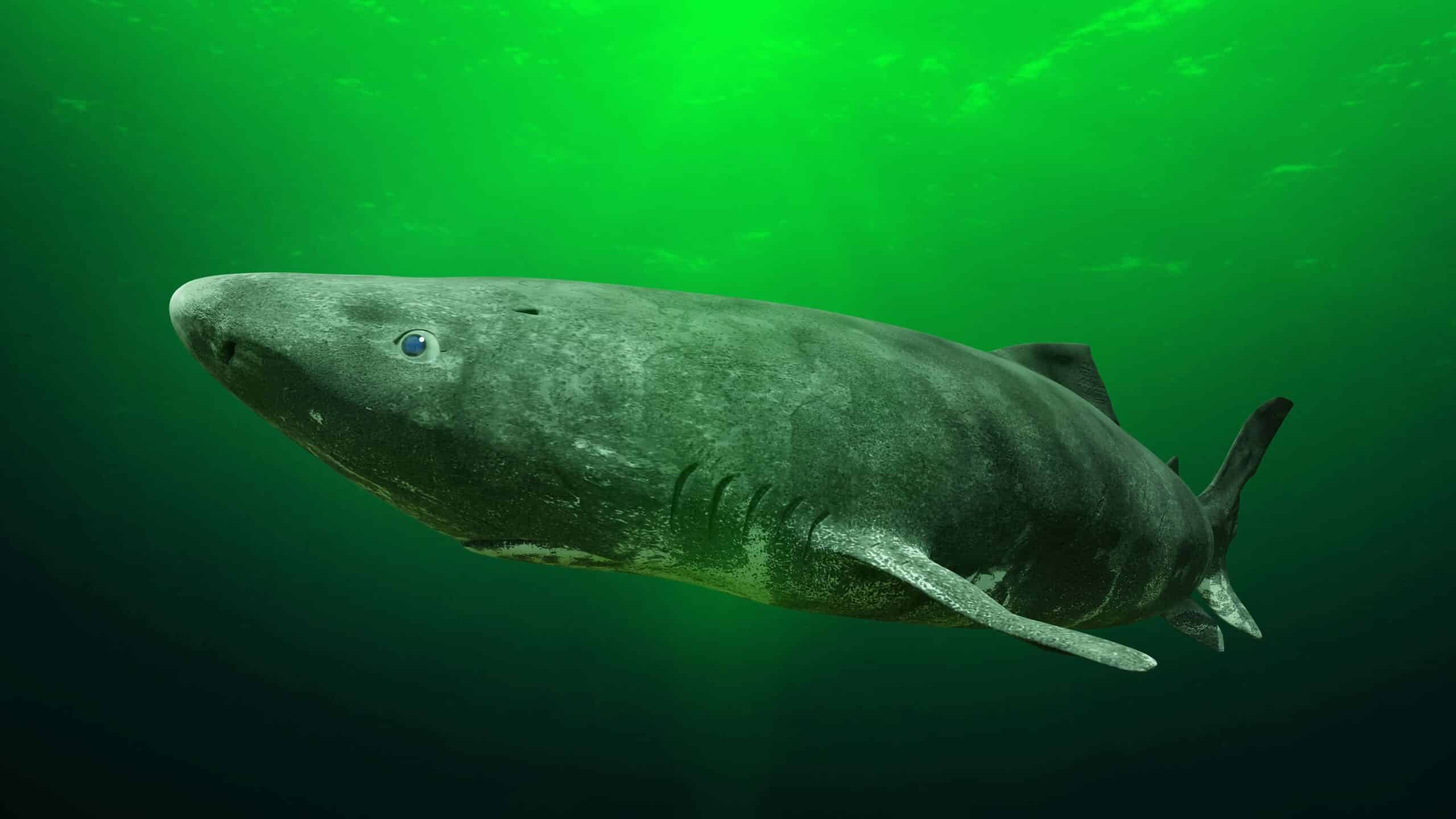 the greenland shark in a green light