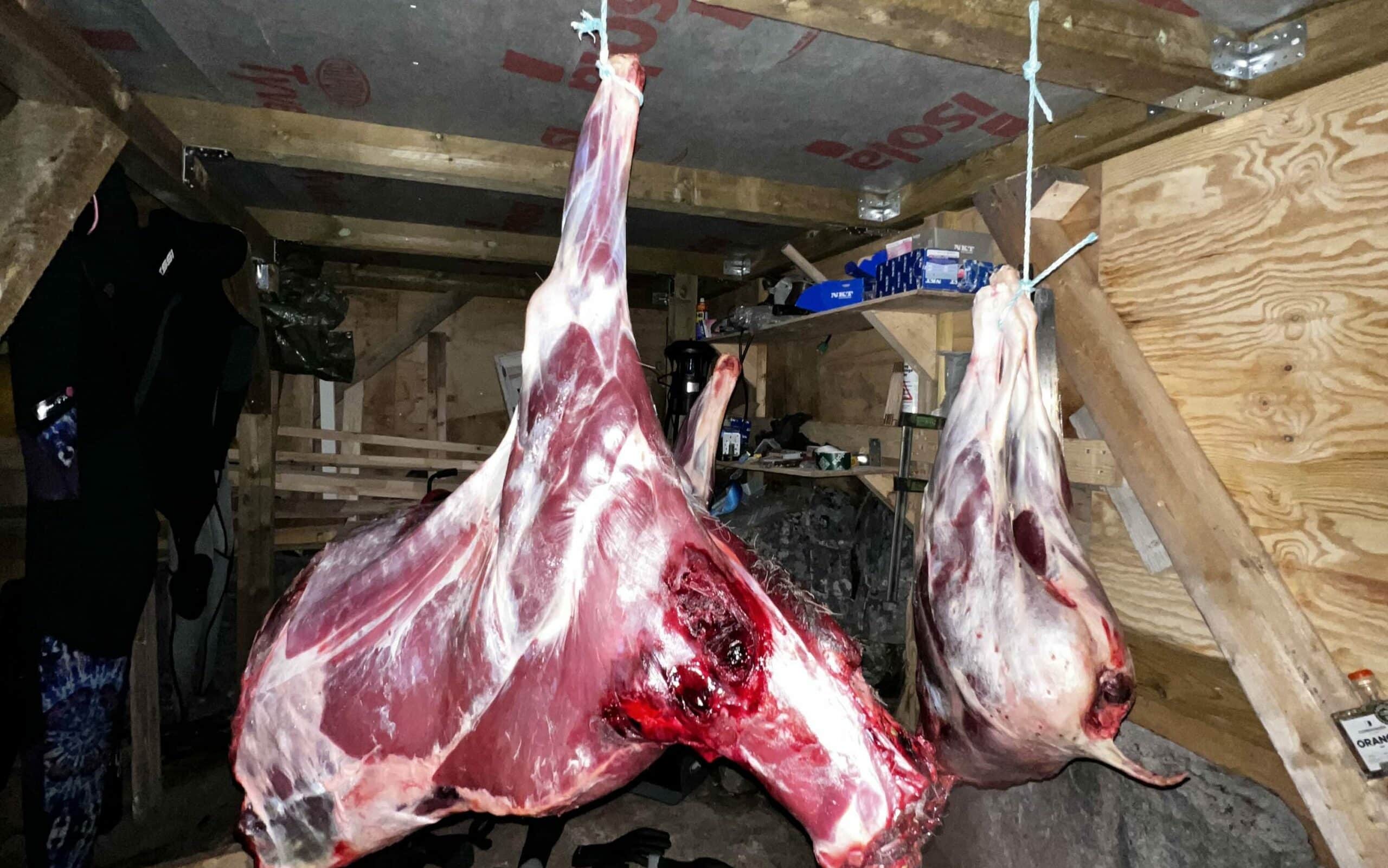 Hanging them up so other animals won't eat them over night.