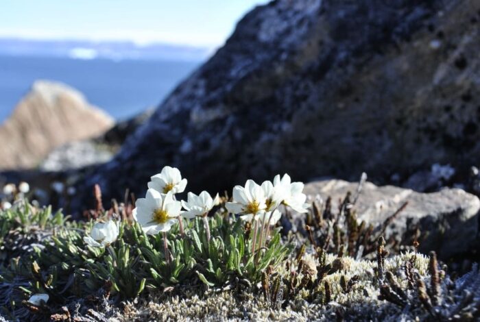 Flower in greenland